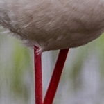 204A1450.jpg  Echasse blanche